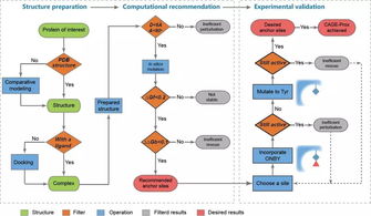 《自然》長(zhǎng)文聚焦 北大陳鵬、王初團(tuán)隊(duì)開(kāi)發(fā)活體內(nèi)蛋白質(zhì)瞬時(shí)原位激活新技術(shù)